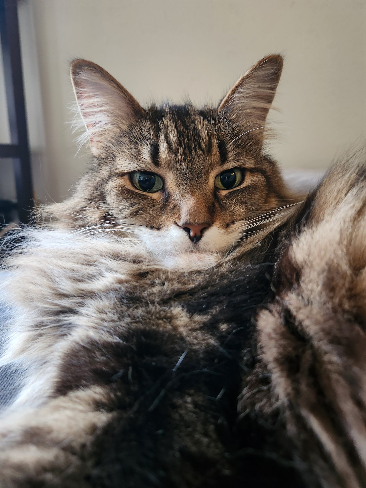 Cat nails, paws & sanitation trim package