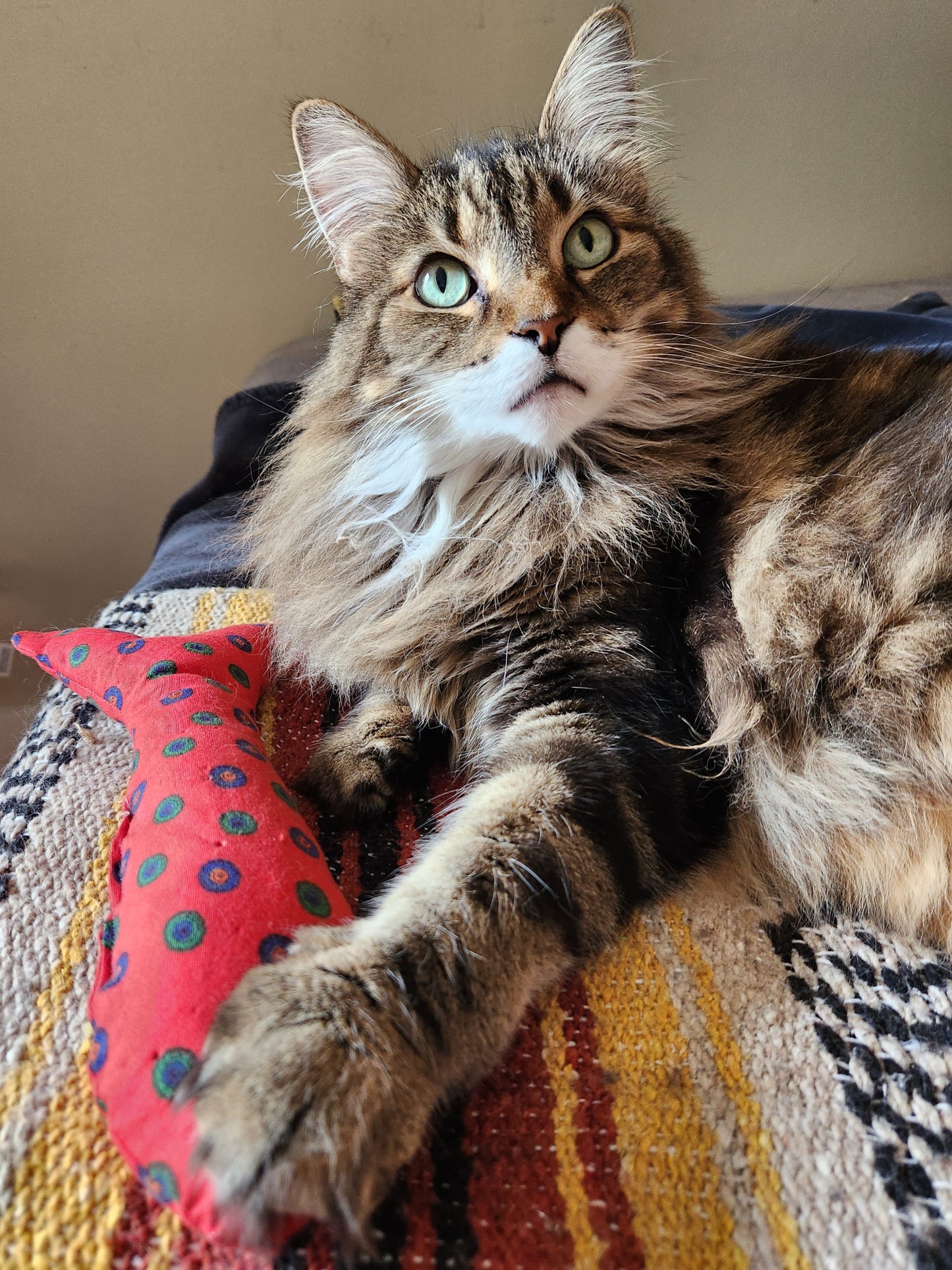 Cat Nails & Paws package