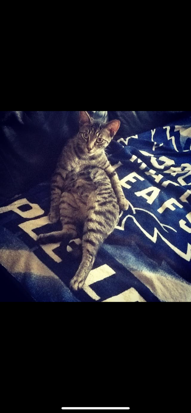 Cat Sanitation Shave