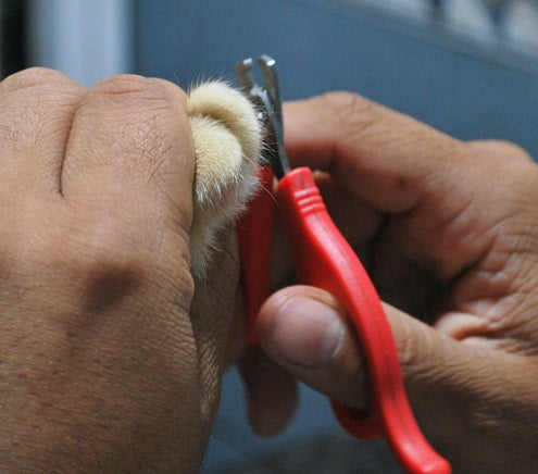 Cat Nail Trim
