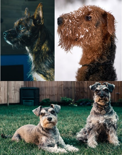 Stripping airedale outlet terrier