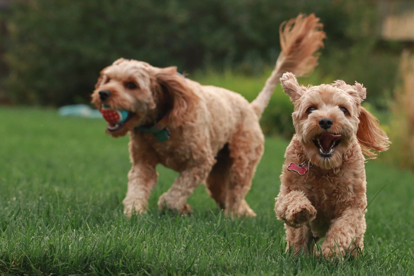Half Day Dog Daycare