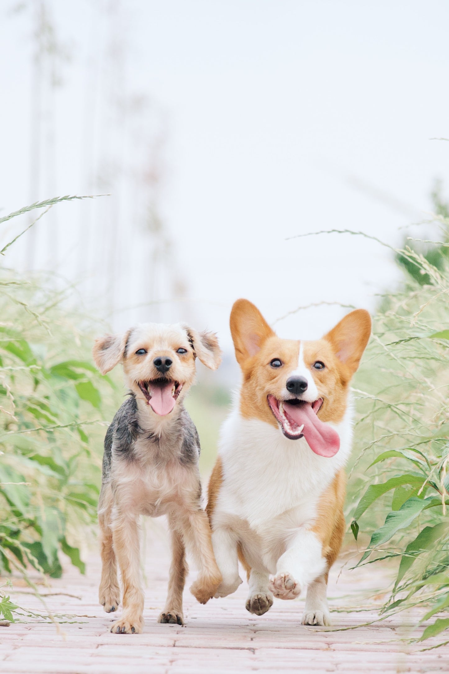 Hourly Dog Daycare