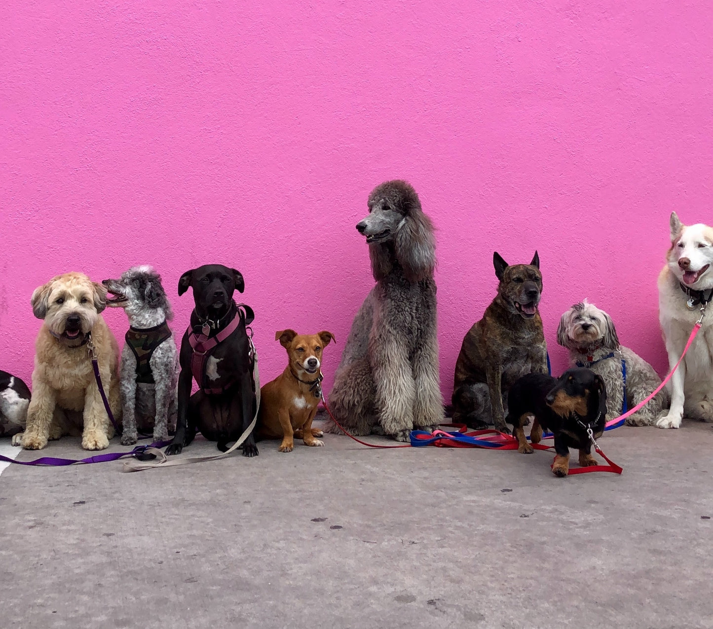 Full Day Dog Daycare