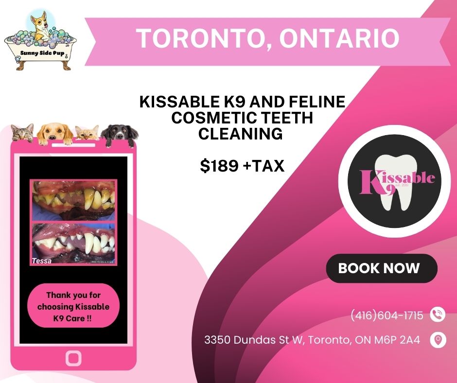 Kissable dog outlet toothbrush