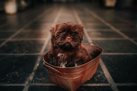 Puppy's First Groom