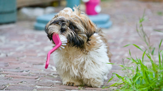 Teeth Brushing